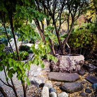 Японский сад в Тюмени :: Любовь 