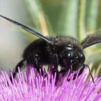 Пчела-плотник фиолетовая Xylocopa violacea :: wea *