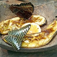 Обед бабочек :: Вера Щукина