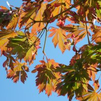 Под японским кленом Acer palmatum :: Alm Lana