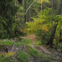 По Лесным Дорожкам :: юрий поляков