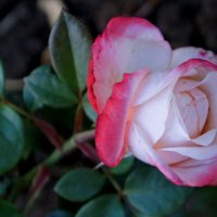 Роза октября. :: сергей 
