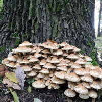 По грибы в парк... :: Мария Васильева