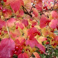Осенью калина нежно красит листья розовым румянцем... :: Галина Флора