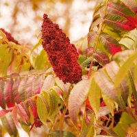 Осенний колорит Сумах оленерогий Rhus typhina :: wea *