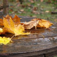 Кленовые листья под осенним дождём... :: Татьяна Гнездилова
