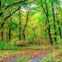 Осень приходит в лес.. :: Юрий Стародубцев