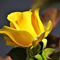 желтая роза :: НАТАЛЬЯ 