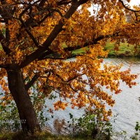 Осень на берегу озера :: Александр Синдерёв