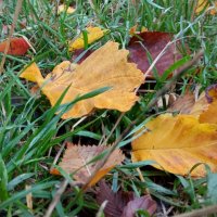 Затерялась Осень в травах 2 :: Елена Пономарева