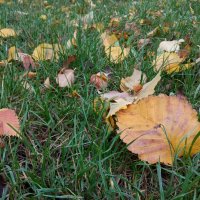 Затерялась Осень в травах 3 :: Елена Пономарева