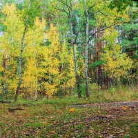 Краски осеннего леса :: Юрий Стародубцев