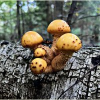 Удивительный мир грибов. Чешуйчатка. :: Валерия Комова