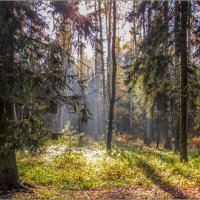 Осенний лес в Павловске :: Любовь Зинченко 