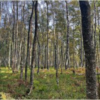 Осенний лес. :: Валерия Комова