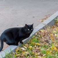 Черная кошка, которая перебежала дорогу передо мной  слева направо :: Валерий Иванович