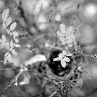 Черно-белая осень :: Екатерина Маринина