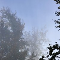 Деревья и туман :: Heinz Thorns
