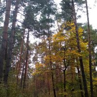 Осенний лес :: Gopal Braj