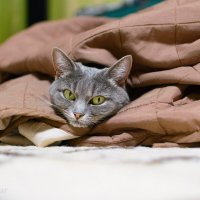 Фото-кошка в тепле :: Вадим Фотограф