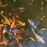Рыбки играющие в пруду с плавающими осенними листьями :: Екатерина Торганская