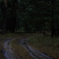 Дорога в лесу :: Татьяна Шеффель