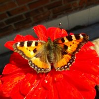 Сонцевик кропив;яний (Aglais urticae) — метелик з родини сонцевики :: Ivan Vodonos