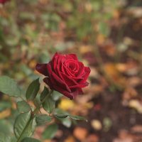 Розы осени :: Ninell Nikitina