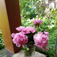 Розовые пионы :: Нина Колгатина 