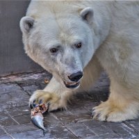 полярная медведица :: аркадий 