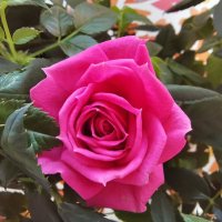 Прекрасная роза :: Рузанна 