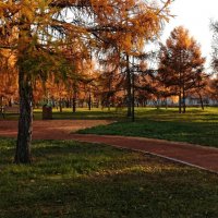 Лиственницы парка осенью :: Екатерина Торганская