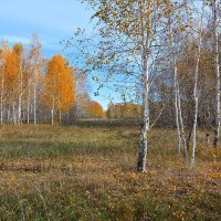 Осенняя  поляна :: Геннадий Супрун