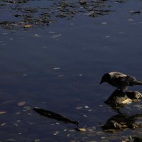 В воду как в зеркало :: Татьяна Шеффель