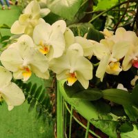 Парк орхидей и ботанический сад “Утопия” в Израиле :: Светлана Хращевская