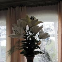 Цветы дома :: Вера Щукина
