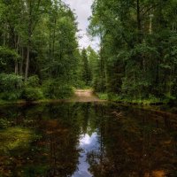 В лесу после дождя :: Сергей Шабуневич