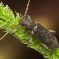 Усач бурый сосновый Arhopalus rusticus (Linnaeus, 1758) :: Денис Ветренко