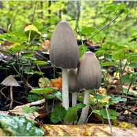 Удивительный мир грибов. Навозник серый. :: Валерия Комова