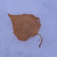 Осень на первом снеге. :: сергей 