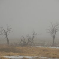 В тумане. :: nadyasilyuk Вознюк