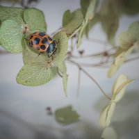 Осенняя божья коровка :: Татьяна Гринько