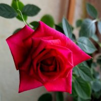 Роза красная :: Милла Корн 