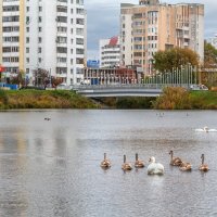 В Белгород опять прилетели лебеди :: Игорь Сарапулов