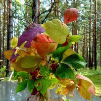 Осени букетик разноцветный. :: nadyasilyuk Вознюк