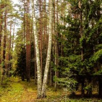 В осеннем лесу :: Виталий Андрейчук