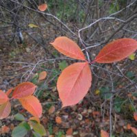 Осенние листья 26 октября 2022 :: Наиля 