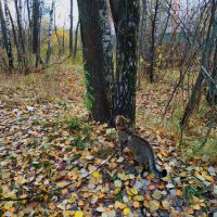 Кот, который гулял не сам по себе :: Андрей Лукьянов