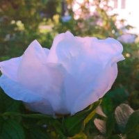 "Белый шиповник, дикий шиповник, краше садовых роз"... :: Фотогруппа Весна