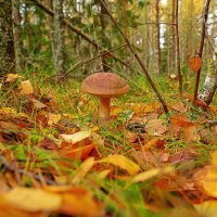осень в лесу :: Александр Александр